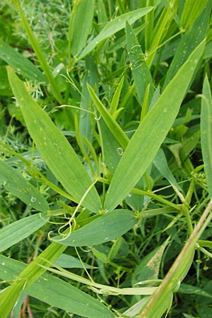 Lathyrus sylvestris \ Wald-Platterbse / Narrow-Leaved Flat Pea, D T&uuml;bingen 20.6.2015