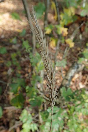 Hordelymus europaeus \ Wald-Gerste / Wood Barley, D &Ouml;stringen 27.10.2017