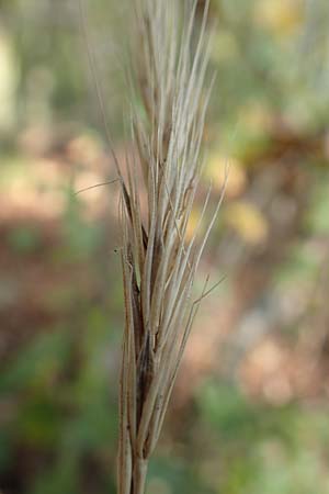 Hordelymus europaeus \ Wald-Gerste / Wood Barley, D &Ouml;stringen 27.10.2017