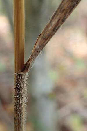 Hordelymus europaeus \ Wald-Gerste / Wood Barley, D &Ouml;stringen 27.10.2017