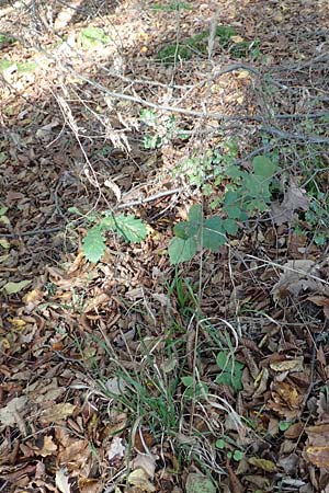 Hordelymus europaeus \ Wald-Gerste / Wood Barley, D &Ouml;stringen 27.10.2017
