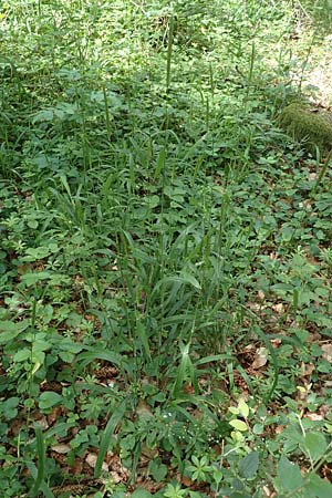 Hordelymus europaeus \ Wald-Gerste / Wood Barley, D Wolfhagen 15.6.2019