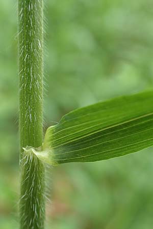 Hordelymus europaeus \ Wald-Gerste / Wood Barley, D Wolfhagen 15.6.2019