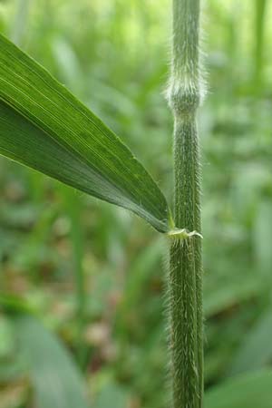 Hordelymus europaeus \ Wald-Gerste / Wood Barley, D Wolfhagen 15.6.2019