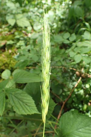 Hordelymus europaeus \ Wald-Gerste / Wood Barley, D Wolfhagen 15.6.2019