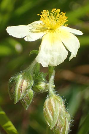 Helianthemum apenninum x canum, Hybrid Rock-Rose