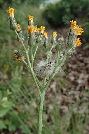 Hieracium fallax \ T�uschendes Habichtskraut / Cymosiform Mouse-Ear Hawkweed, D L&uuml;tzelbach 24.6.2017