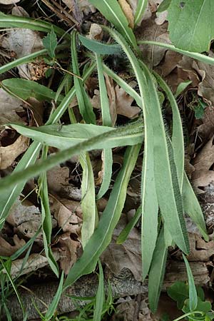 Hieracium fallax \ T�uschendes Habichtskraut / Cymosiform Mouse-Ear Hawkweed, D L&uuml;tzelbach 24.6.2017