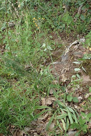 Hieracium fallax \ T�uschendes Habichtskraut / Cymosiform Mouse-Ear Hawkweed, D L&uuml;tzelbach 24.6.2017