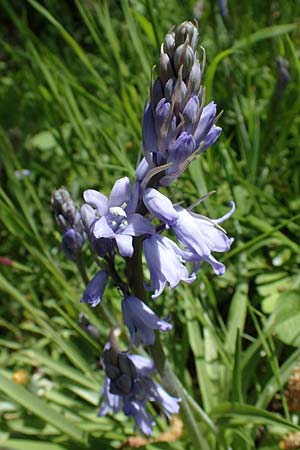Hyacinthoides hispanica x non-scripta, Bluebell Hybrid