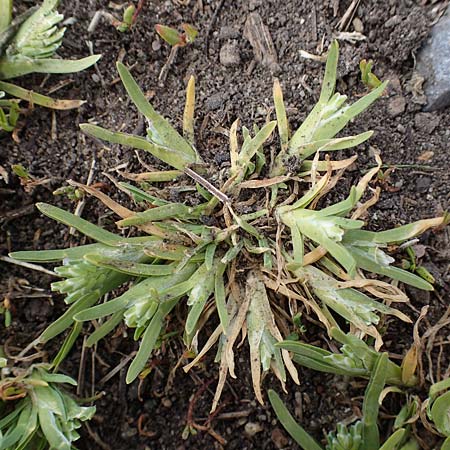 Sclerochloa dura \ Gew�hnliches Hartgras / Common Hardgrass, Fairground Grass, D Gr&uuml;nstadt-Asselheim 1.5.2021