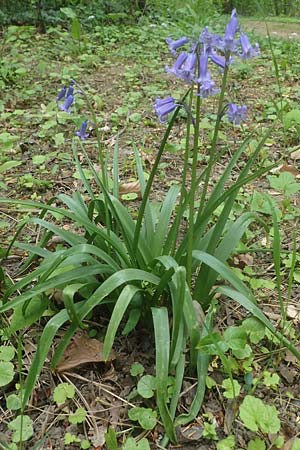 Hyacinthoides non-scripta \ Hasengl�ckchen / English Bluebell, D Ludwigshafen 4.5.2021