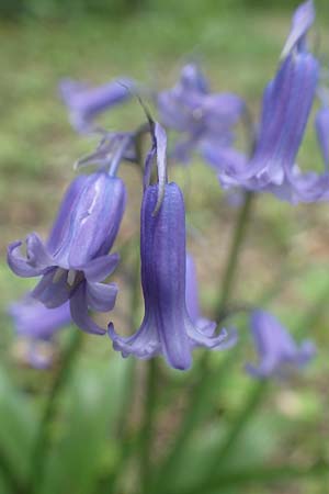 Hyacinthoides non-scripta \ Hasengl�ckchen / English Bluebell, D Ludwigshafen 4.5.2021