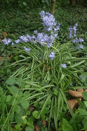 Hyacinthoides hispanica x non-scripta, Bluebell Hybrid