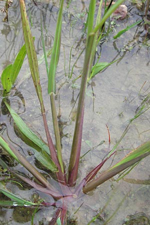 Echinochloa crus-galli \ H�hnerhirse / Cockspur, D Babenhausen 11.8.2007