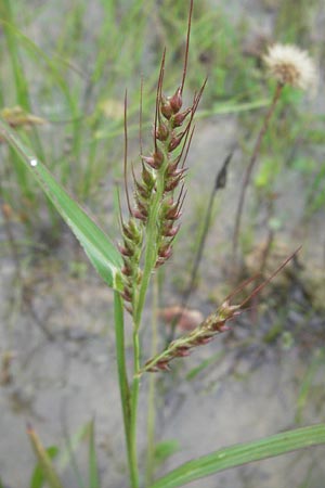 Echinochloa crus-galli \ H�hnerhirse / Cockspur, D Babenhausen 11.8.2007