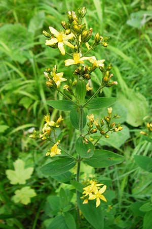 Hypericum montanum \ Berg-Johanniskraut / Pale St. John's-Wort, D Me&szlig;stetten-Unterdigisheim (Schw&auml;b. Alb) 11.7.2015