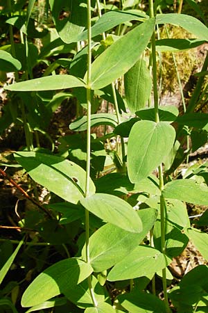 Hypericum montanum \ Berg-Johanniskraut / Pale St. John's-Wort, D Me&szlig;stetten-Unterdigisheim (Schw&auml;b. Alb) 11.7.2015