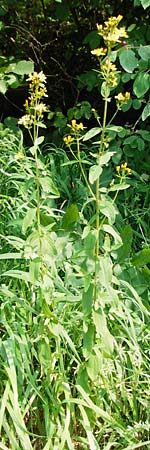 Hypericum montanum \ Berg-Johanniskraut / Pale St. John's-Wort, D Me&szlig;stetten-Unterdigisheim (Schw&auml;b. Alb) 11.7.2015