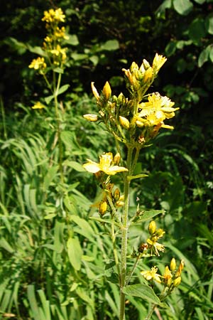 Hypericum montanum \ Berg-Johanniskraut / Pale St. John's-Wort, D Me&szlig;stetten-Unterdigisheim (Schw&auml;b. Alb) 11.7.2015
