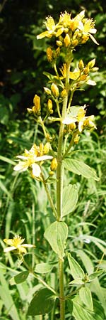 Hypericum montanum \ Berg-Johanniskraut / Pale St. John's-Wort, D Me&szlig;stetten-Unterdigisheim (Schw&auml;b. Alb) 11.7.2015