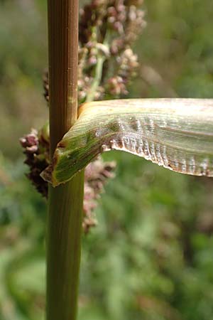 Echinochloa crus-galli \ H�hnerhirse / Cockspur, D Mannheim 16.9.2019