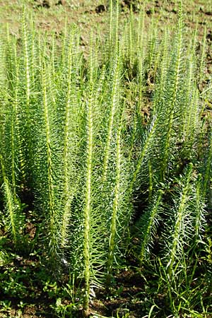 Hippuris vulgaris \ Tannenwedel / Mare's Tail, D Mannheim 30.8.2015