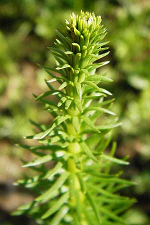 Hippuris vulgaris \ Tannenwedel / Mare's Tail, D Mannheim 30.8.2015