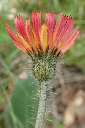 Hieracium x stoloniflorum / Hybrid Hawkweed, D Hagen 23.5.2019