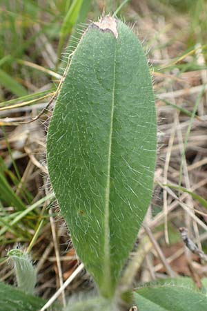 Hieracium x stoloniflorum / Hybrid Hawkweed, D Hagen 23.5.2019
