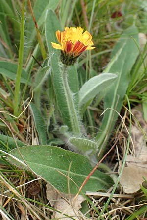 Hieracium x stoloniflorum / Hybrid Hawkweed, D Hagen 23.5.2019