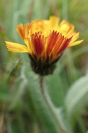 Hieracium x stoloniflorum / Hybrid Hawkweed, D Hagen 23.5.2019