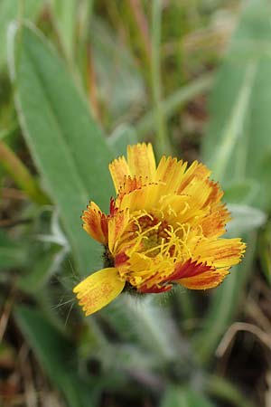 Hieracium x stoloniflorum / Hybrid Hawkweed, D Hagen 23.5.2019