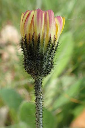 Hieracium x stoloniflorum / Hybrid Hawkweed, D Hagen 23.5.2019