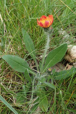 Hieracium x stoloniflorum, Hybrid Hawkweed