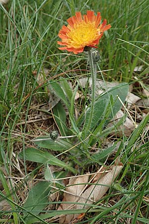 Hieracium x stoloniflorum / Hybrid Hawkweed, D Hagen 23.5.2019