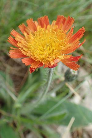 Hieracium x stoloniflorum / Hybrid Hawkweed, D Hagen 23.5.2019