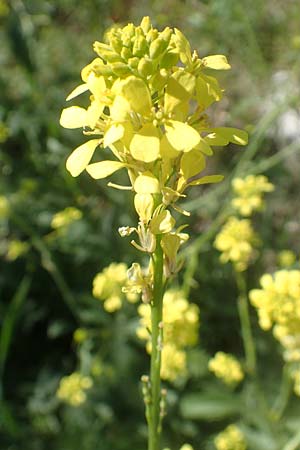 Hirschfeldia incana \ Grau-Senf / Shortpod Mustard, Buchanweed, D Kollerinsel 6.5.2020