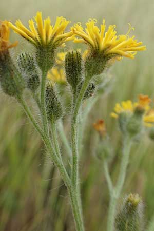 Hieracium cymosum \ Trugdoldiges Habichtskraut / Cymose Hawkweed, D Neuleiningen 15.6.2020
