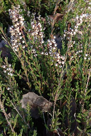 Calluna vulgaris \ Heidekraut, Besen-Heide / Heather, D Schwetzingen 3.1.2018