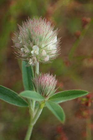 Trifolium arvense, Hasen-Klee