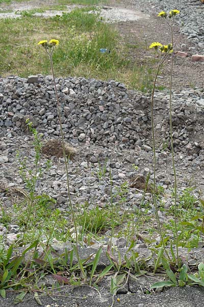 Hieracium leptophyton / Tender Hawkweed, D Enkenbach-Alsenborn 24.5.2015