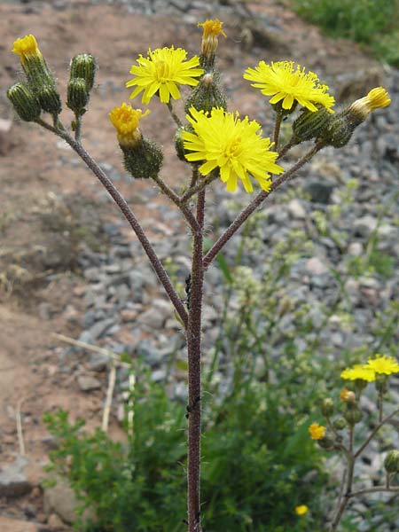 Hieracium leptophyton / Tender Hawkweed, D Enkenbach-Alsenborn 24.5.2015
