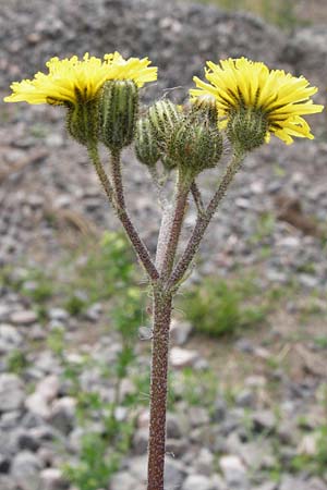 Hieracium leptophyton / Tender Hawkweed, D Enkenbach-Alsenborn 24.5.2015