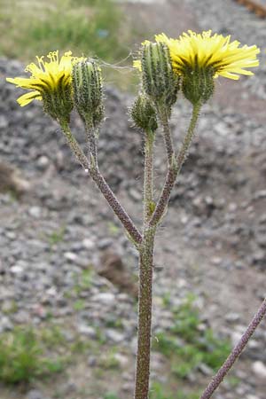 Hieracium leptophyton / Tender Hawkweed, D Enkenbach-Alsenborn 24.5.2015