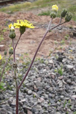 Hieracium leptophyton / Tender Hawkweed, D Enkenbach-Alsenborn 24.5.2015