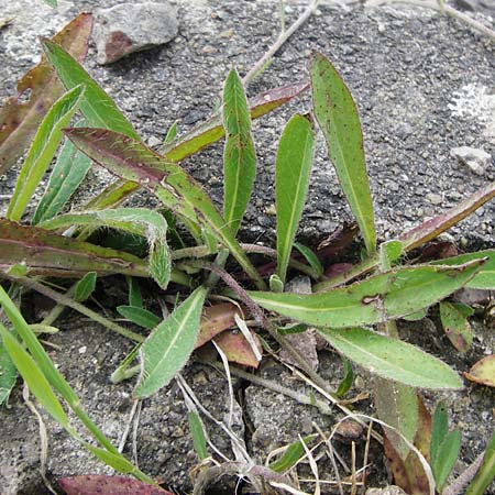 Hieracium leptophyton / Tender Hawkweed, D Enkenbach-Alsenborn 24.5.2015