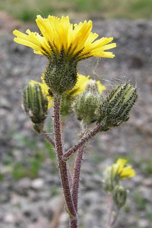 Hieracium leptophyton / Tender Hawkweed, D Enkenbach-Alsenborn 24.5.2015