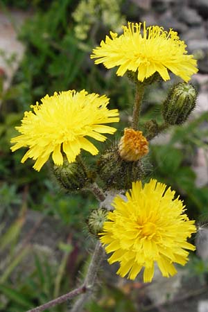 Hieracium leptophyton / Tender Hawkweed, D Enkenbach-Alsenborn 24.5.2015