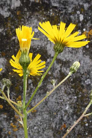 Hieracium lachenalii / Lachenal's Hawkweed, D Ulm 2.6.2015